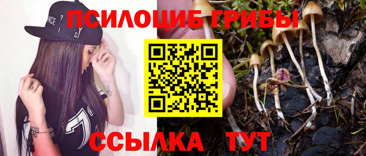 Псилоцибиновые грибы Cubensis Тверь